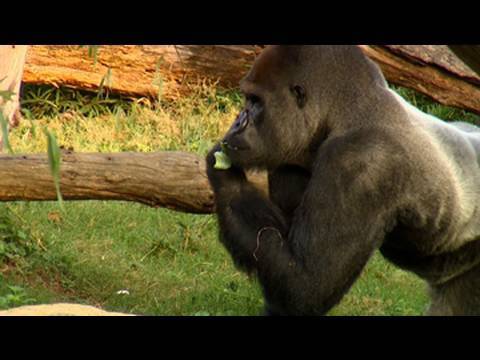 Feeding the Animals at the Smithsonian's National Zoo