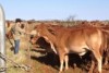 Cattle in outback Australia 