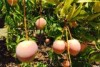 These mature mangoes are ready for picking at Manbulloo farm in Katherine.