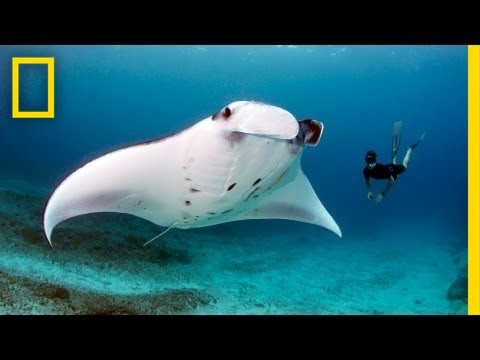 Andrea Marshall: Queen of the Manta Rays | Nat Geo Live