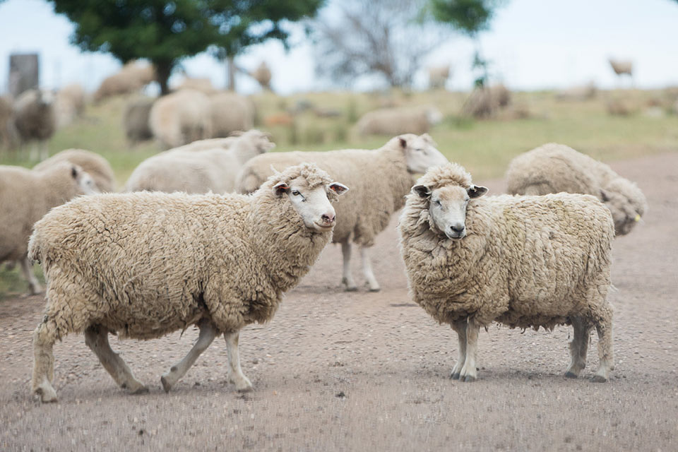 Tuki Daylesford Wedding venues