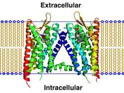 4DJH bilayer.png