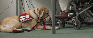 Service Dog