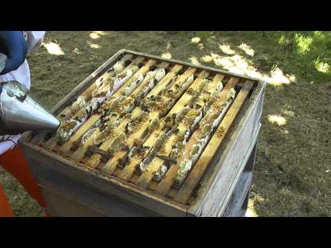 Keeping Honey Bees - The Honey Harvest 1 - Setting up The Hive