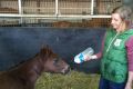 Orphan foal: Charlene Remy bottle feeds the Fast 'N' Famous colt at Tim Martin's farm.