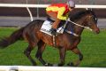 Overcoming injury: Craig Williams riding Good Project during a trackwork session at Flemington.