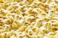 Hundreds of chicks wait for food at poultry farm in Malacca, outskirt of Kuala Lumpur, Malaysia, Tuesday, Jan.  27, ...