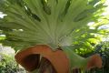 The Staghorn fern is partial to banana, but are there any moral implications?