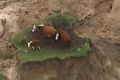 Cows stranded by landslides on the coast north of Kaikoura, New Zealand.