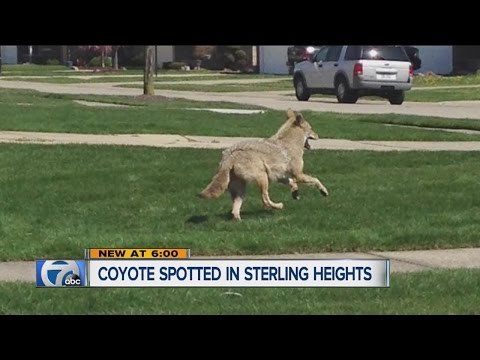 Coyote spotted in Sterling Heights