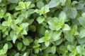 Oregano has become a staple in kitchens with the growing popularity of Mediterranean cooking.