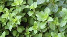 Oregano has become a staple in kitchens with the growing popularity of Mediterranean cooking.