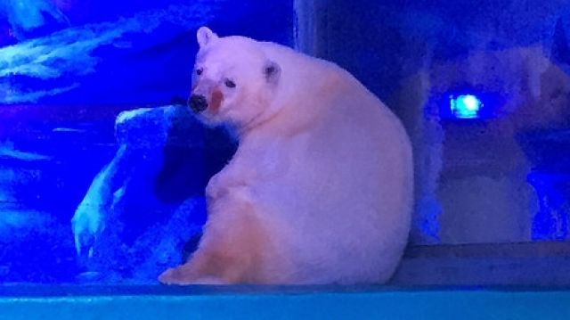 Pizza lives in an aquarium in a shopping mall in China.