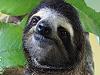 Everything you need to know about sloths