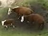 Stranded cows rescued after quake