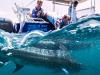 Tides tops for snaring barra