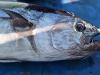 Bigger quota may be end of the line for tuna