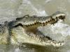 Croc warning issued for Durack Lakes