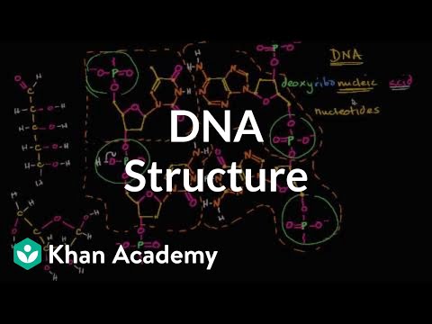 Molecular structure of DNA | Macromolecules | Biology | Khan Academy