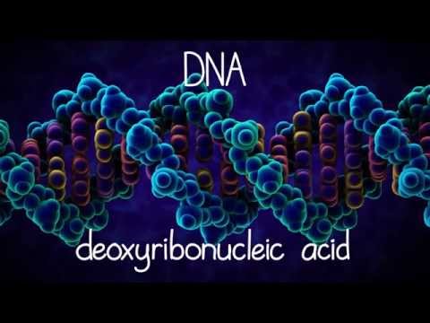 The Structure of DNA