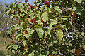 Bixa orellana with fruits in Hyderabad, AP W IMG 1453.jpg