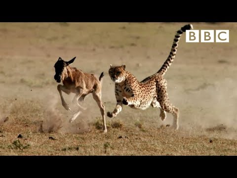 Cheetah reaches top speed of 55mph to catch its prey - The Hunt: Episode 5 preview - BBC One