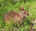 Marsh Rabbit.jpg