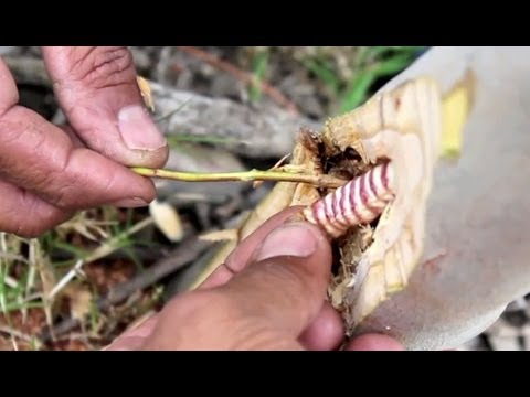 Hunting for, and eating, a witchetty grub