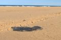 Oil "patties" were spotted along a stretch of beach on Fraser Island.