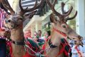 Reindeer in Brisbane's CBD? Christmas must be around the corner.