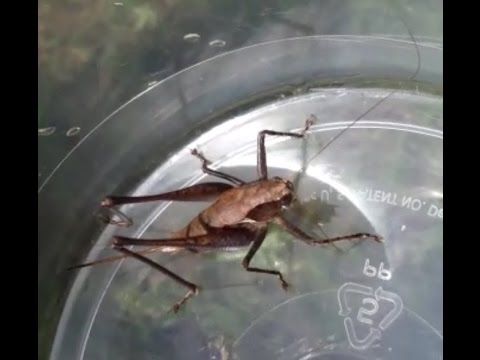 Camelcricket (Rhaphidophoridae)