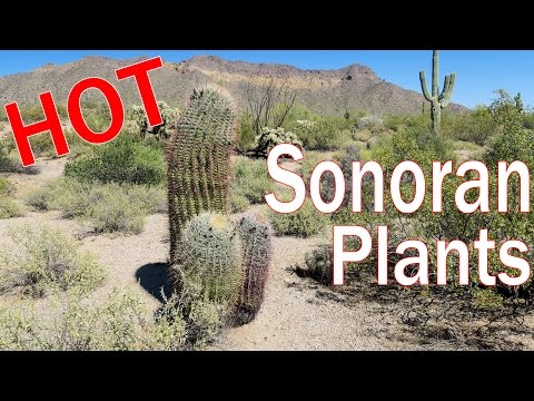 Sonoran Desert Plants Cactus Trees Shrubs of Arizona