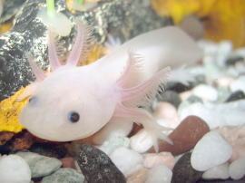 axolotl.jpg