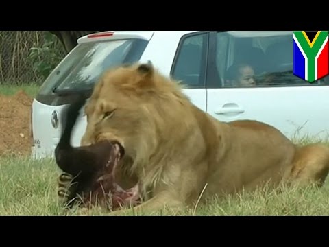 Lion attack: American tourist mauled to death at South African safari park - TomoNews