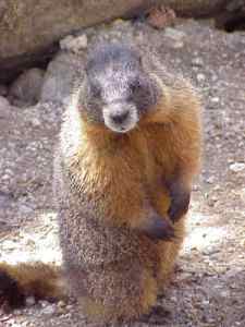 rockies_marmot_01