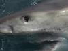 Man fights off shark with broom