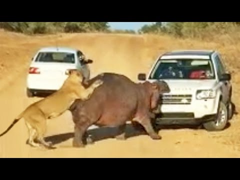 Hippo Bites Land Rover As Lions Attack