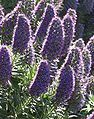 Echium candicans1311.jpg