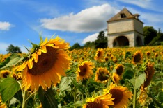 France, sunflowers