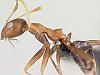 Zombie Aussie ants lured by beer