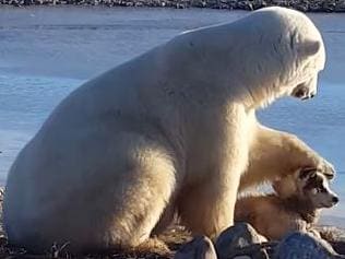 Polar bear filmed petting pooch