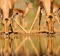 A pair of impala (Apyceros melampus) ewes drinking at a waterhole in the bushveld, Kwazulu Natal, South Africa.