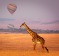 Giraffe below a distant hot air balloon - Masai Mara, Kenya.