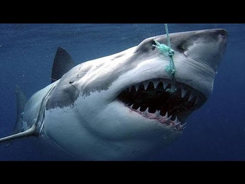 Sharks : Scavengers of the Seas - documentary BBC