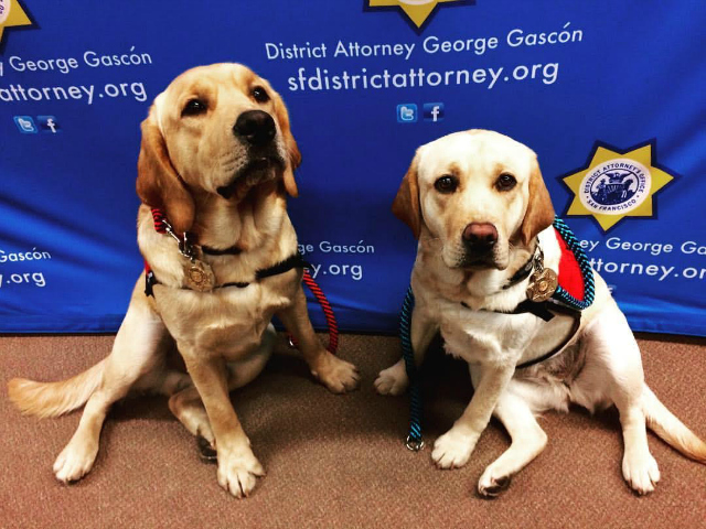 SF's District Attorney Hires Two $35,000 Labrador Retrievers