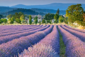 Provence's famous lavender fields.