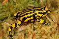 Under threat: the southern corroboree frog.