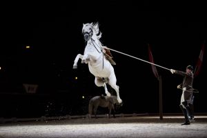 A Lipizzan horse from the Spanish Riding School of Vienna takes part in a photocall to promote their upcoming ...