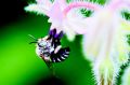A bee gets down to business in an image from <i>The Bee Friendly Garden</i>, by Doug Purdie.