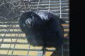 Crows at Griffith University have built their nest in the building, rather than in the surrounding trees.